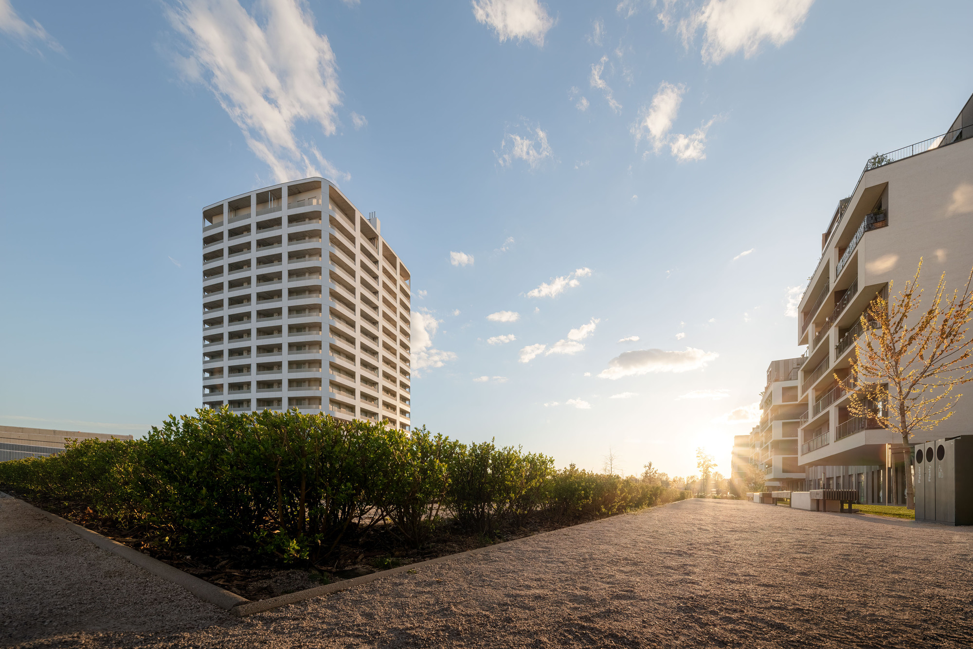 Slnečnice Nad mestom